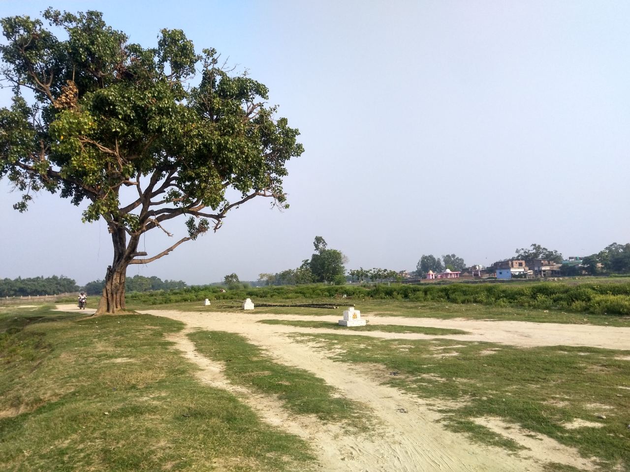 A solitary peepal tree on the open Terai plain near Raxaul–Birgunj, dirt tracks fanning out across dry grassland.